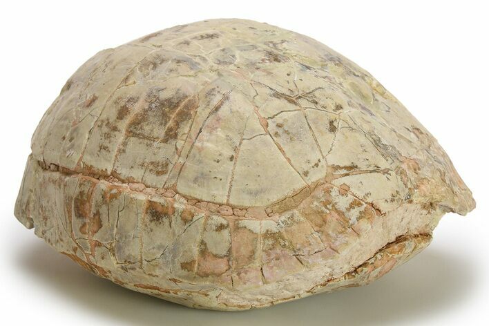 Inflated Fossil Tortoise (Stylemys) - South Dakota #280780